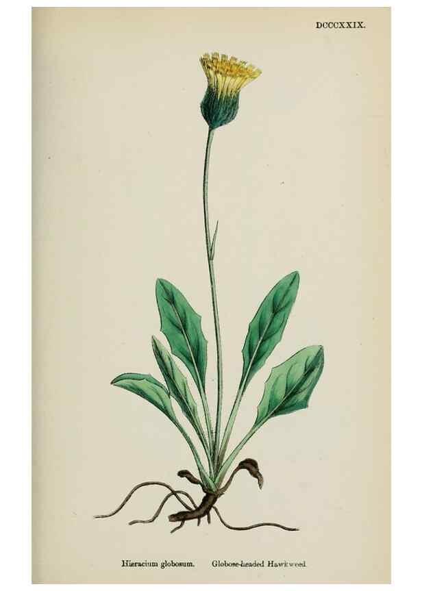 Reproducción/Reproduction 48717960667: English botany, or, Coloured figures of British plants /. London :R. Hardwicke,1863-1886.. 