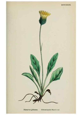 Reproducción/Reproduction 48717960667: English botany, or, Coloured figures of British plants /. London :R. Hardwicke,1863-1886.. 