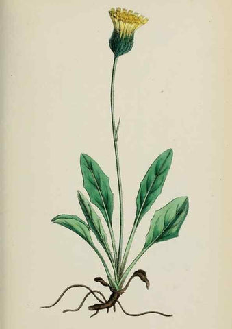 Reproducción/Reproduction 48717960667: English botany, or, Coloured figures of British plants /. London :R. Hardwicke,1863-1886.. 