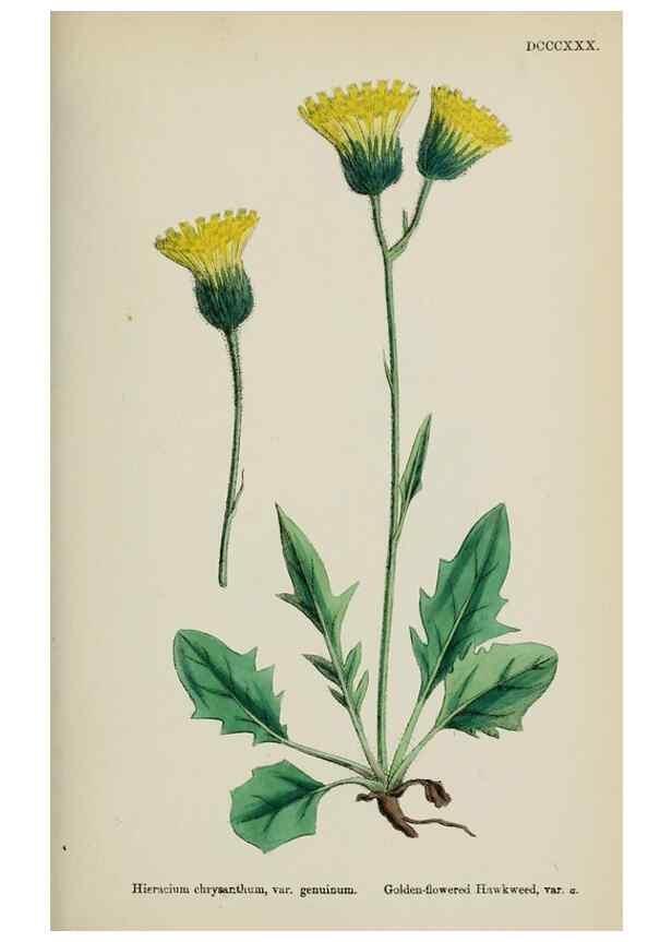 Reproducción/Reproduction 48717790636: English botany, or, Coloured figures of British plants /. London :R. Hardwicke,1863-1886.. 