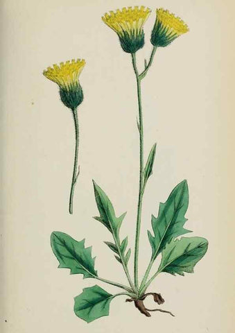 Reproducción/Reproduction 48717790636: English botany, or, Coloured figures of British plants /. London :R. Hardwicke,1863-1886.. 