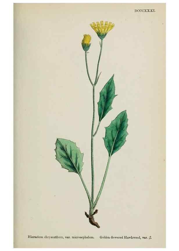 Reproducción/Reproduction 48717791011: English botany, or, Coloured figures of British plants /. London :R. Hardwicke,1863-1886.. 