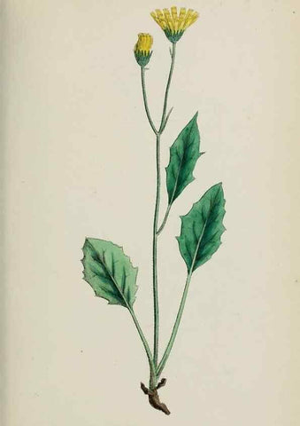 Reproducción/Reproduction 48717791011: English botany, or, Coloured figures of British plants /. London :R. Hardwicke,1863-1886.. 