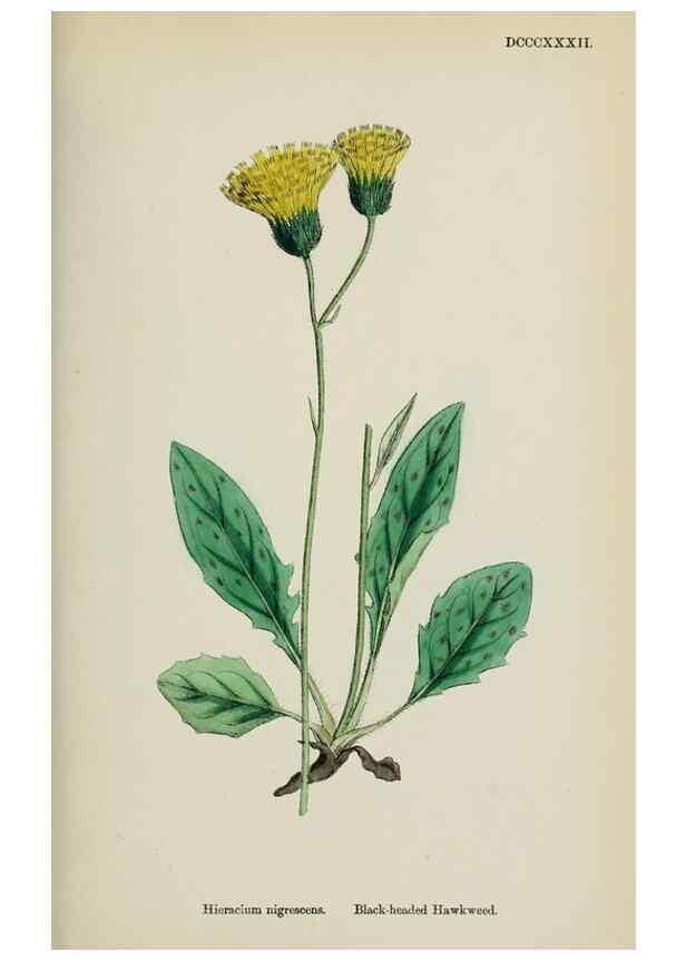 Reproducción/Reproduction 48717791271: English botany, or, Coloured figures of British plants /. London :R. Hardwicke,1863-1886.. 
