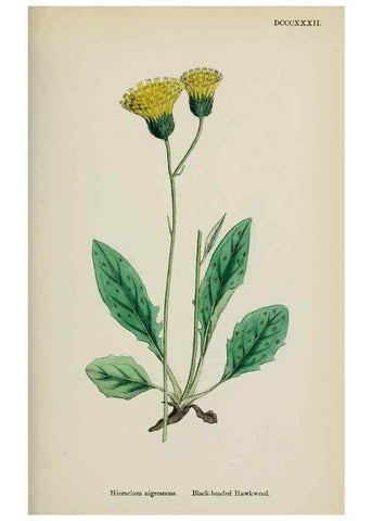 Reproducción/Reproduction 48717791271: English botany, or, Coloured figures of British plants /. London :R. Hardwicke,1863-1886.. 
