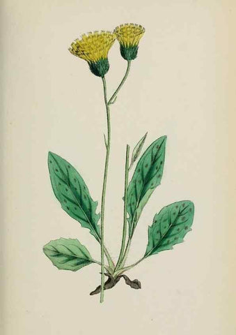 Reproducción/Reproduction 48717791271: English botany, or, Coloured figures of British plants /. London :R. Hardwicke,1863-1886.. 