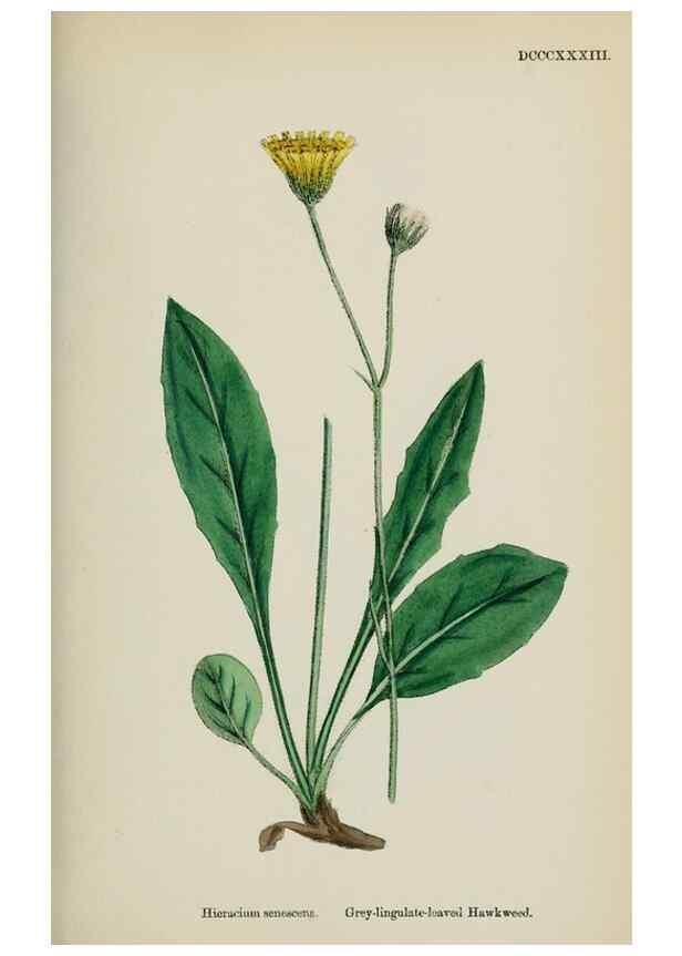 Reproducción/Reproduction 48717791576: English botany, or, Coloured figures of British plants /. London :R. Hardwicke,1863-1886.. 