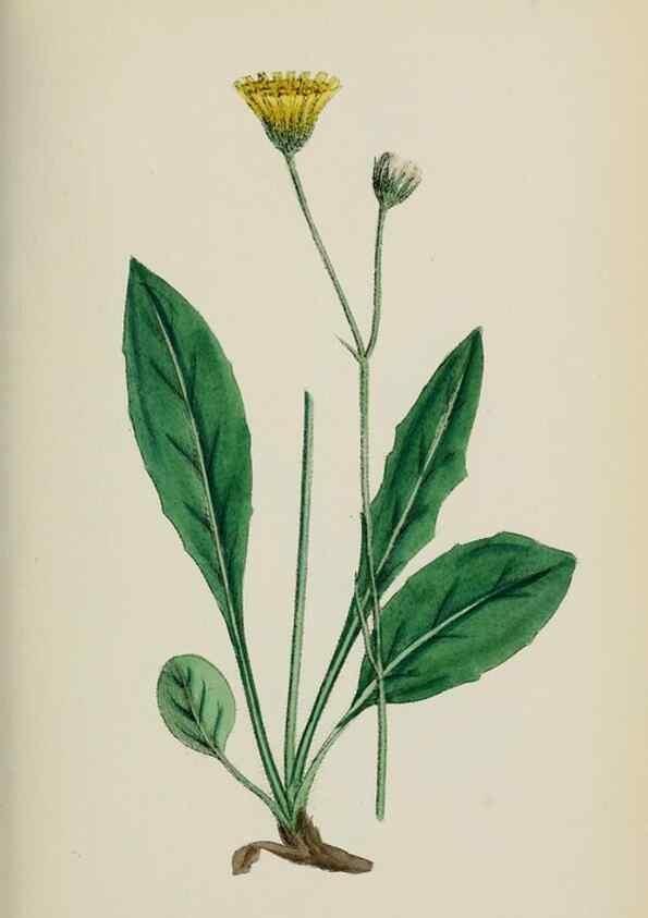 Reproducción/Reproduction 48717791576: English botany, or, Coloured figures of British plants /. London :R. Hardwicke,1863-1886.. 
