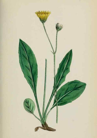 Reproducción/Reproduction 48717791576: English botany, or, Coloured figures of British plants /. London :R. Hardwicke,1863-1886.. 