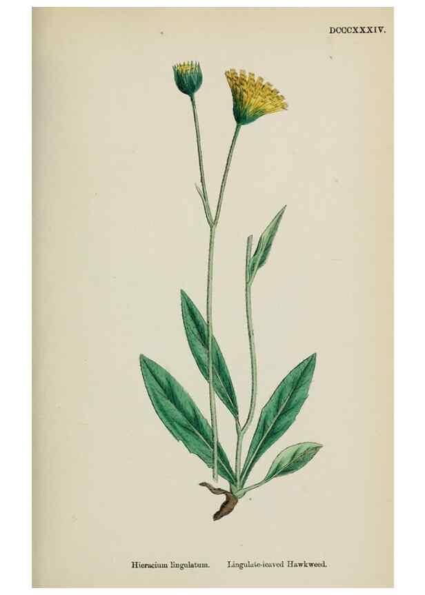 Reproducción/Reproduction 48717962102: English botany, or, Coloured figures of British plants /. London :R. Hardwicke,1863-1886.. 