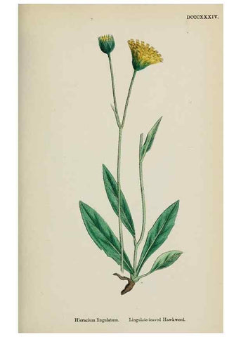Reproducción/Reproduction 48717962102: English botany, or, Coloured figures of British plants /. London :R. Hardwicke,1863-1886.. 