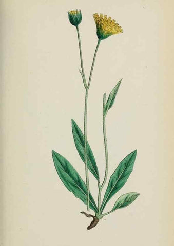 Reproducción/Reproduction 48717962102: English botany, or, Coloured figures of British plants /. London :R. Hardwicke,1863-1886.. 