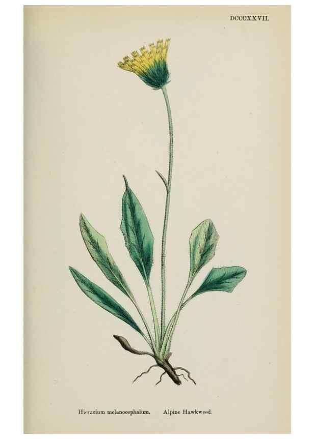 Reproducción/Reproduction 48717960172: English botany, or, Coloured figures of British plants /. London :R. Hardwicke,1863-1886.. 