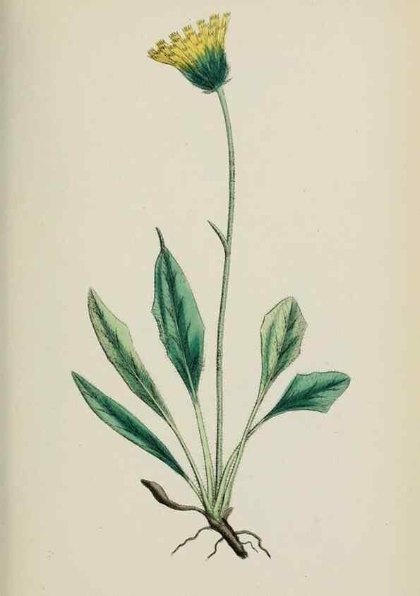 Reproducción/Reproduction 48717960172: English botany, or, Coloured figures of British plants /. London :R. Hardwicke,1863-1886.. 