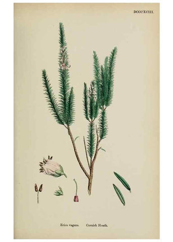 Reproducción/Reproduction 48717890661: English botany, or, Coloured figures of British plants /. London :R. Hardwicke,1863-1886.. 