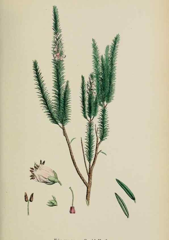 Reproducción/Reproduction 48717890661: English botany, or, Coloured figures of British plants /. London :R. Hardwicke,1863-1886.. 