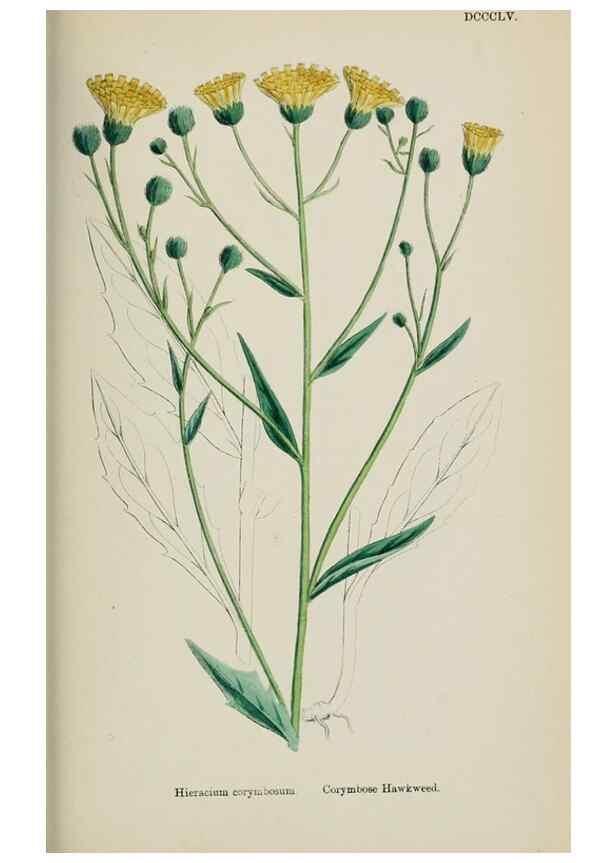 Reproducción/Reproduction 48717968897: English botany, or, Coloured figures of British plants /. London :R. Hardwicke,1863-1886.. 