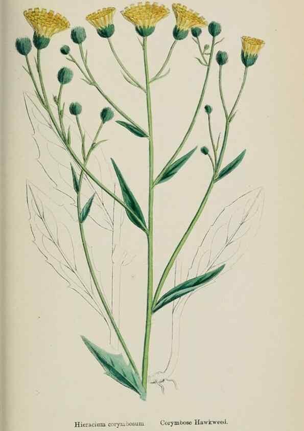 Reproducción/Reproduction 48717968897: English botany, or, Coloured figures of British plants /. London :R. Hardwicke,1863-1886.. 