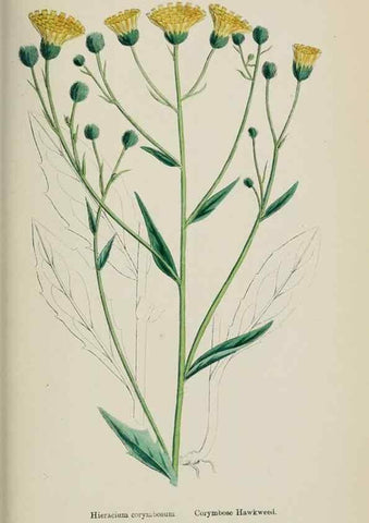 Reproducción/Reproduction 48717968897: English botany, or, Coloured figures of British plants /. London :R. Hardwicke,1863-1886.. 