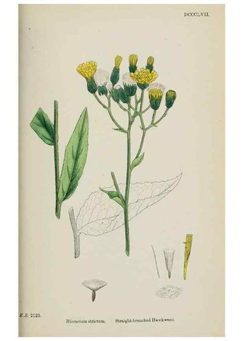 Reproducción/Reproduction 48717799191: English botany, or, Coloured figures of British plants /. London :R. Hardwicke,1863-1886.. 