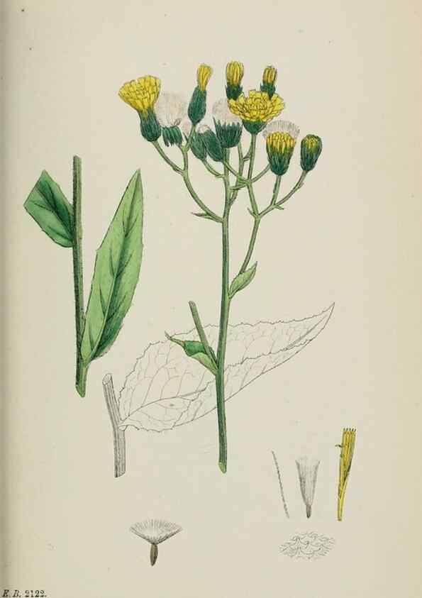 Reproducción/Reproduction 48717799191: English botany, or, Coloured figures of British plants /. London :R. Hardwicke,1863-1886.. 