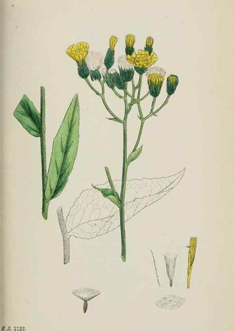Reproducción/Reproduction 48717799191: English botany, or, Coloured figures of British plants /. London :R. Hardwicke,1863-1886.. 
