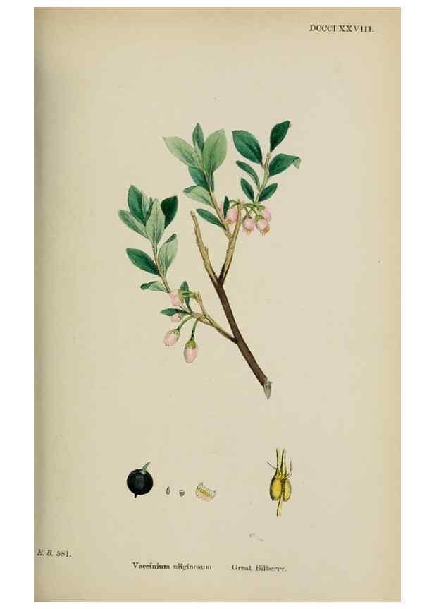 Reproducción/Reproduction 48717885576: English botany, or, Coloured figures of British plants /. London :R. Hardwicke,1863-1886.. 