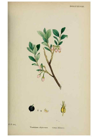 Reproducción/Reproduction 48717885576: English botany, or, Coloured figures of British plants /. London :R. Hardwicke,1863-1886.. 