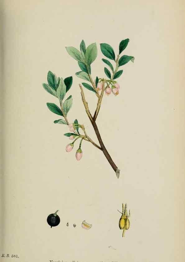 Reproducción/Reproduction 48717885576: English botany, or, Coloured figures of British plants /. London :R. Hardwicke,1863-1886.. 