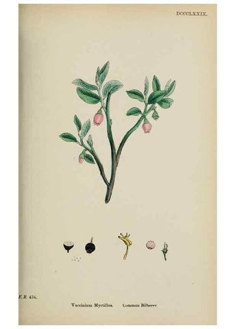 Reproducción/Reproduction 48717549753: English botany, or, Coloured figures of British plants /. London :R. Hardwicke,1863-1886.. 