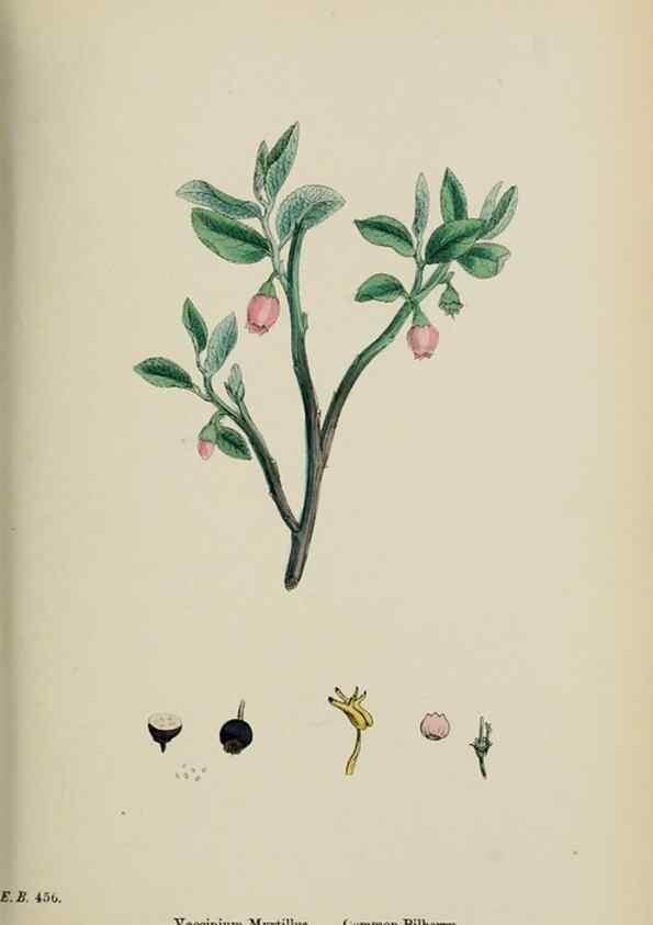 Reproducción/Reproduction 48717549753: English botany, or, Coloured figures of British plants /. London :R. Hardwicke,1863-1886.. 