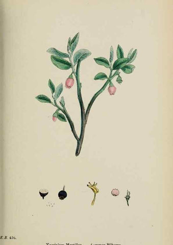 Reproducción/Reproduction 48717549753: English botany, or, Coloured figures of British plants /. London :R. Hardwicke,1863-1886.. 