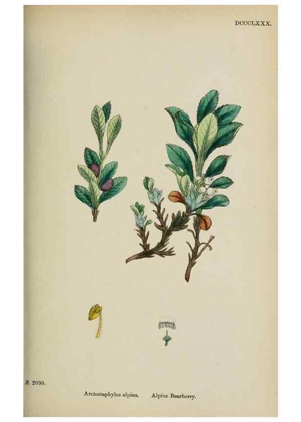 Reproducción/Reproduction 48717550148: English botany, or, Coloured figures of British plants /. London :R. Hardwicke,1863-1886.. 
