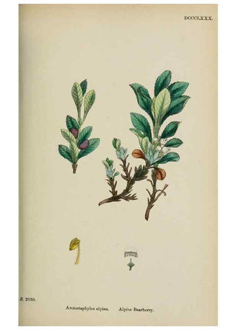 Reproducción/Reproduction 48717550148: English botany, or, Coloured figures of British plants /. London :R. Hardwicke,1863-1886.. 