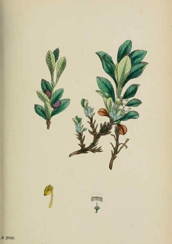Reproducción/Reproduction 48717550148: English botany, or, Coloured figures of British plants /. London :R. Hardwicke,1863-1886.. 