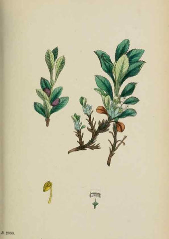 Reproducción/Reproduction 48717550148: English botany, or, Coloured figures of British plants /. London :R. Hardwicke,1863-1886.. 