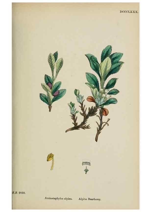Reproducción/Reproduction 48717550438: English botany, or, Coloured figures of British plants /. London :R. Hardwicke,1863-1886.. 