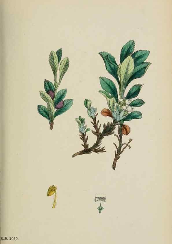 Reproducción/Reproduction 48717550438: English botany, or, Coloured figures of British plants /. London :R. Hardwicke,1863-1886.. 