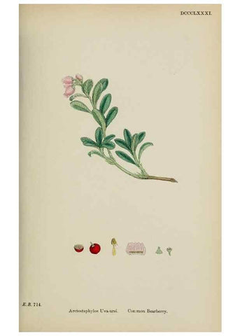 Reproducción/Reproduction 48718057947: English botany, or, Coloured figures of British plants /. London :R. Hardwicke,1863-1886.. 