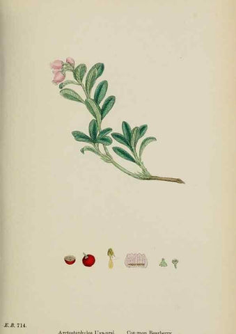 Reproducción/Reproduction 48718057947: English botany, or, Coloured figures of British plants /. London :R. Hardwicke,1863-1886.. 