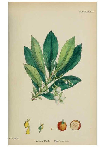 Reproducción/Reproduction 48718058292: English botany, or, Coloured figures of British plants /. London :R. Hardwicke,1863-1886.. 