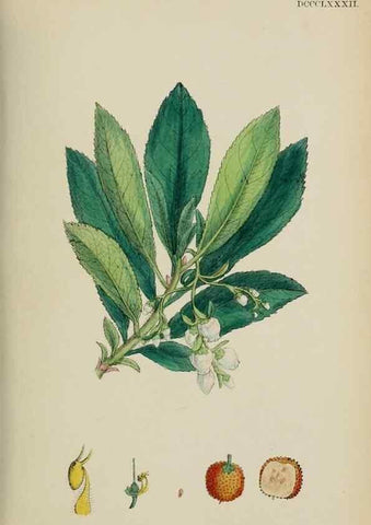 Reproducción/Reproduction 48718058292: English botany, or, Coloured figures of British plants /. London :R. Hardwicke,1863-1886.. 