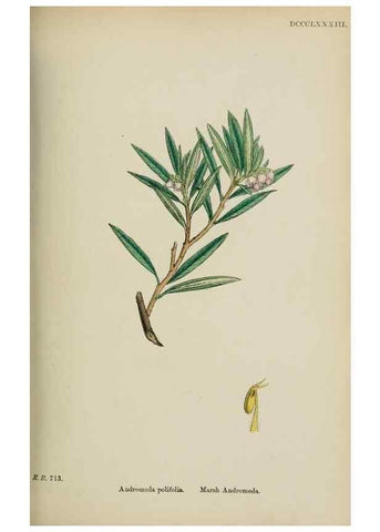 Reproducción/Reproduction 48717887446: English botany, or, Coloured figures of British plants /. London :R. Hardwicke,1863-1886.. 