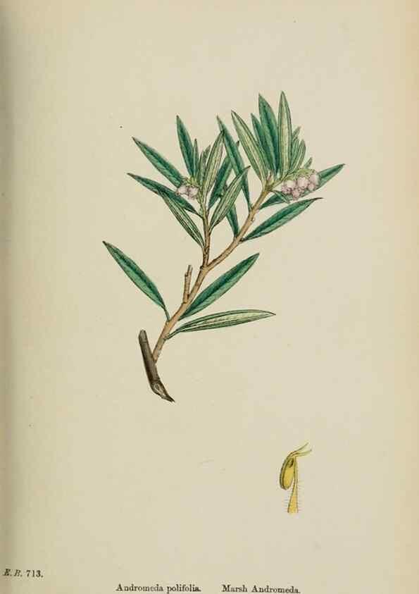 Reproducción/Reproduction 48717887446: English botany, or, Coloured figures of British plants /. London :R. Hardwicke,1863-1886.. 