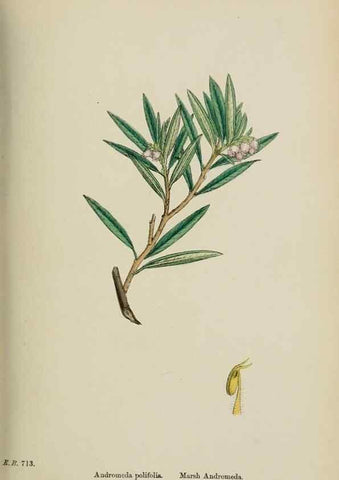 Reproducción/Reproduction 48717887446: English botany, or, Coloured figures of British plants /. London :R. Hardwicke,1863-1886.. 