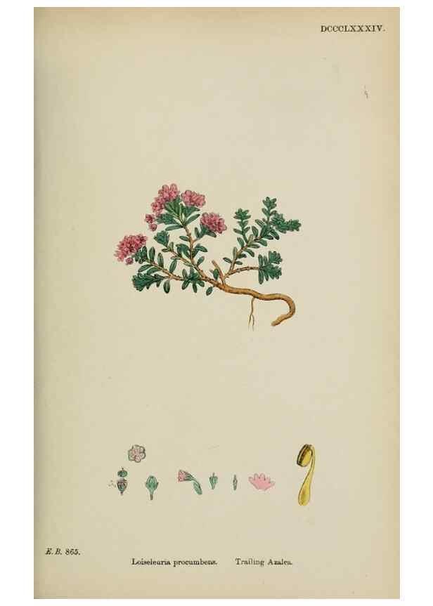 Reproducción/Reproduction 48717887756: English botany, or, Coloured figures of British plants /. London :R. Hardwicke,1863-1886.. 