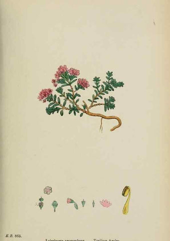 Reproducción/Reproduction 48717887756: English botany, or, Coloured figures of British plants /. London :R. Hardwicke,1863-1886.. 