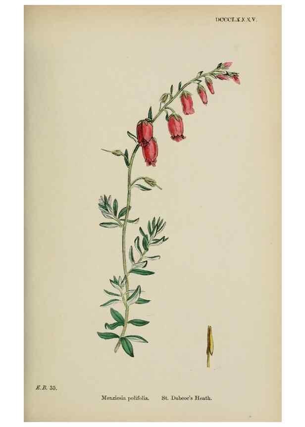 Reproducción/Reproduction 48717552408: English botany, or, Coloured figures of British plants /. London :R. Hardwicke,1863-1886.. 