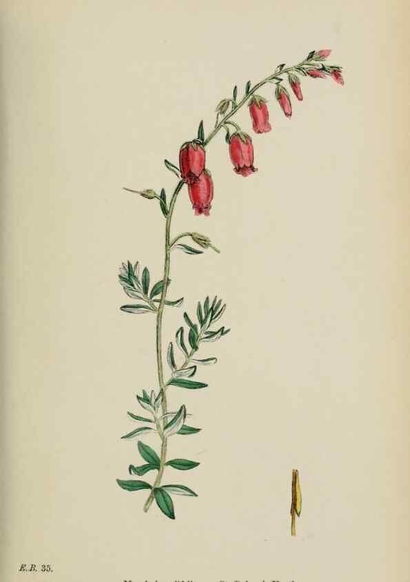 Reproducción/Reproduction 48717552408: English botany, or, Coloured figures of British plants /. London :R. Hardwicke,1863-1886.. 