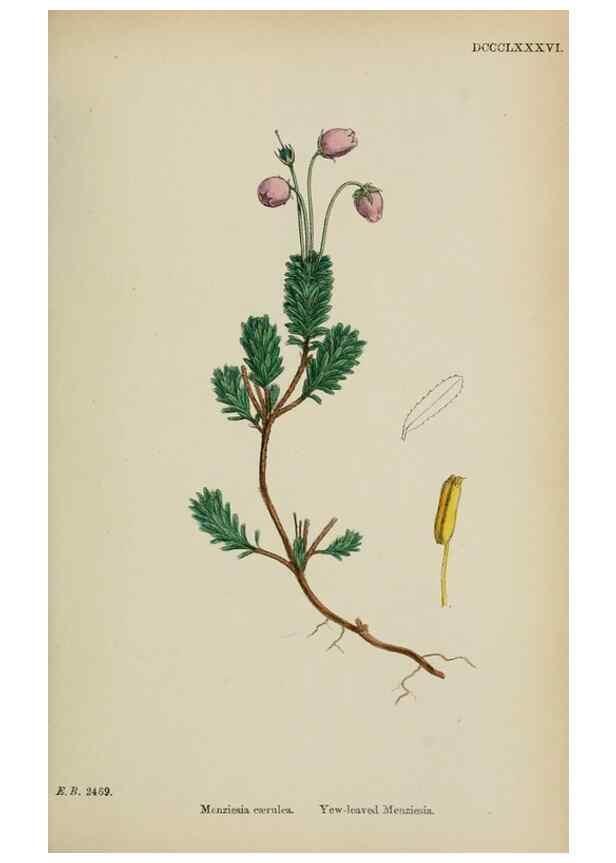 Reproducción/Reproduction 48717888576: English botany, or, Coloured figures of British plants /. London :R. Hardwicke,1863-1886.. 